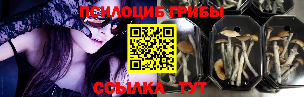 Псилоцибиновые грибы мухоморы Минеральные Воды
